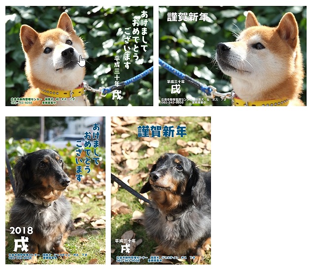 保護 犬 広島