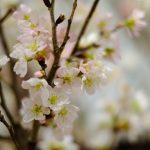 この時期に間違いやすい「梅・桃・桜」の花の見分け方は?