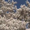 広島で花見を楽しめる桜の名所