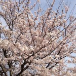 広島市内は桜が満開！