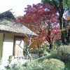 本日9月15日は中秋の名月、16:00から「縮景園」で「観月茶会」が開かれます