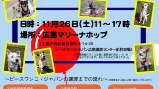 マリーナホップにて犬の譲渡会開催！