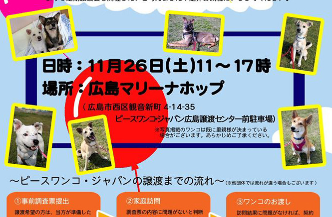 マリーナホップにて犬の譲渡会開催！
