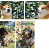 年賀状がまだ出来ていない人に！広島市動物管理センターの保護犬画像が1/15(月)まで限定公開