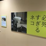 猫写真家・沖昌之さんの「必死すぎるネコ写真展」が広島三越で開催中！5/6（日）まで