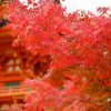 広島市内唯一の国宝「不動院」で紅葉が見頃に