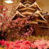 約300本の桜が花開く「広島 花の祭典」開催中！本日3/3(日)はくまモンが来場