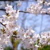 この時期に間違いやすい「梅・桃・桜」の花の見分け方は？