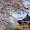 広島市内にある国宝「不動院」で桜が見頃に！