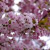 63品種216本の桜を楽しめる！造幣局 広島支局で「花のまわりみち」開催中