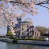 「広島平和記念公園」のサクラが満開を迎えています！
