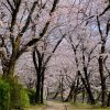 白島にある「安田の土手」の桜が見頃を迎えています！