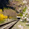 花と列車が楽しめる「安野花の駅公園」！桜の時期は過ぎましたが素敵な場所です