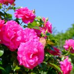 広島市東区にある「牛田総合公園バラ園」でバラが開花しています！