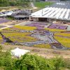 世羅ゆり園で「春の花まつり」開催中！今年の「ビオラの花絵」はカープOB「新井さん」です