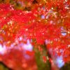 広島市内にある国宝「不動院」で紅葉が色づき始めました！ただ「金堂」横の木は切り倒されて…