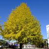 平和大通り沿いや平和記念公園にあるイチョウの木が見頃を迎えています！