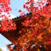 広島市内中心部からすぐに行ける紅葉スポット「三瀧寺」、見頃は来週くらい！？