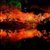 明日11/22(金)から「縮景園」で「もみじまつり 紅葉ライトアップ ～泉水の灯り～」開催！