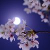 飲食は控えて短時間で！桜の満開を迎えた広島市でも花見の自粛要請