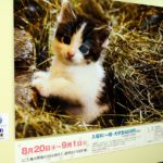 動物写真家岩合光昭さんの写真展「こねこ」が福屋広島駅前店で開催中！