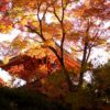広島市西区にある「三滝寺」が紅葉の見頃を迎えています！