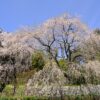 樹齢300年以上！広島県の天然記念物に指定されている「神原のしだれ桜」
