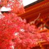 広島市内にある国宝「不動院」で紅葉が見頃を迎えています！