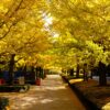 広島イチョウ並木の名所！修道大学やエディオンスタジアムのイチョウ並木の様子