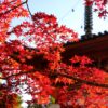 広島市西区にある「三滝寺」が紅葉の見頃を迎えてきました！