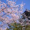 まだまだ満開の桜を楽しめる広島市内の様子