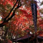 広島市西区にある「三滝寺」が今年も紅葉の見頃を迎えています！