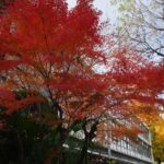 広島市内中心部ではまだまだ紅葉を楽しめます！