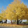 NHK広島放送局そばにあるイチョウの木が今年も綺麗でした（11月下旬の様子）